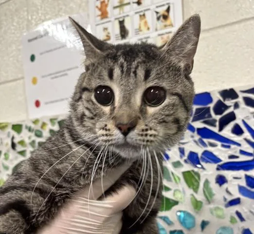 A young medium-sized male Domestic Short Hair cat named Circe for adoption in Pensacola, FL