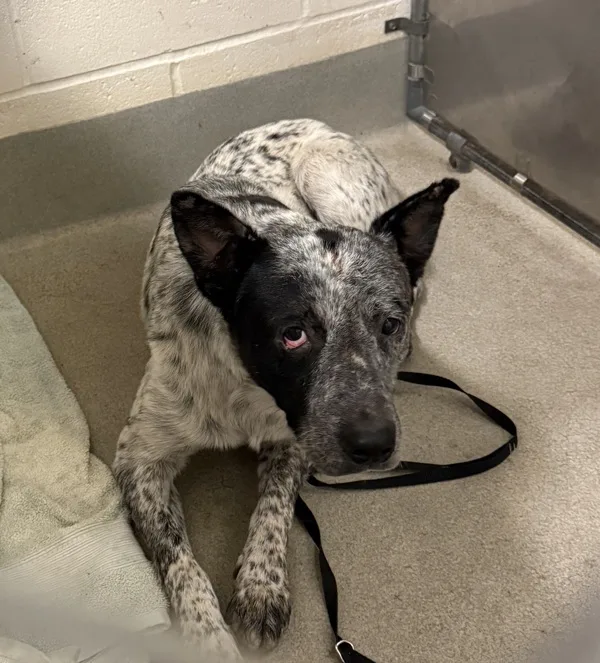 An adult medium-sized male Australian Cattle Dog / Blue Heeler dog named Mr. Bones for adoption in Napa, CA