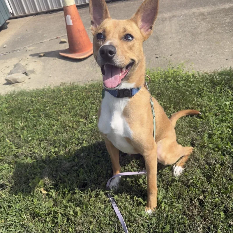 A young medium-sized male Brown / Chocolate Mixed Breed dog named Cairo for adoption in East Smithfield , PA