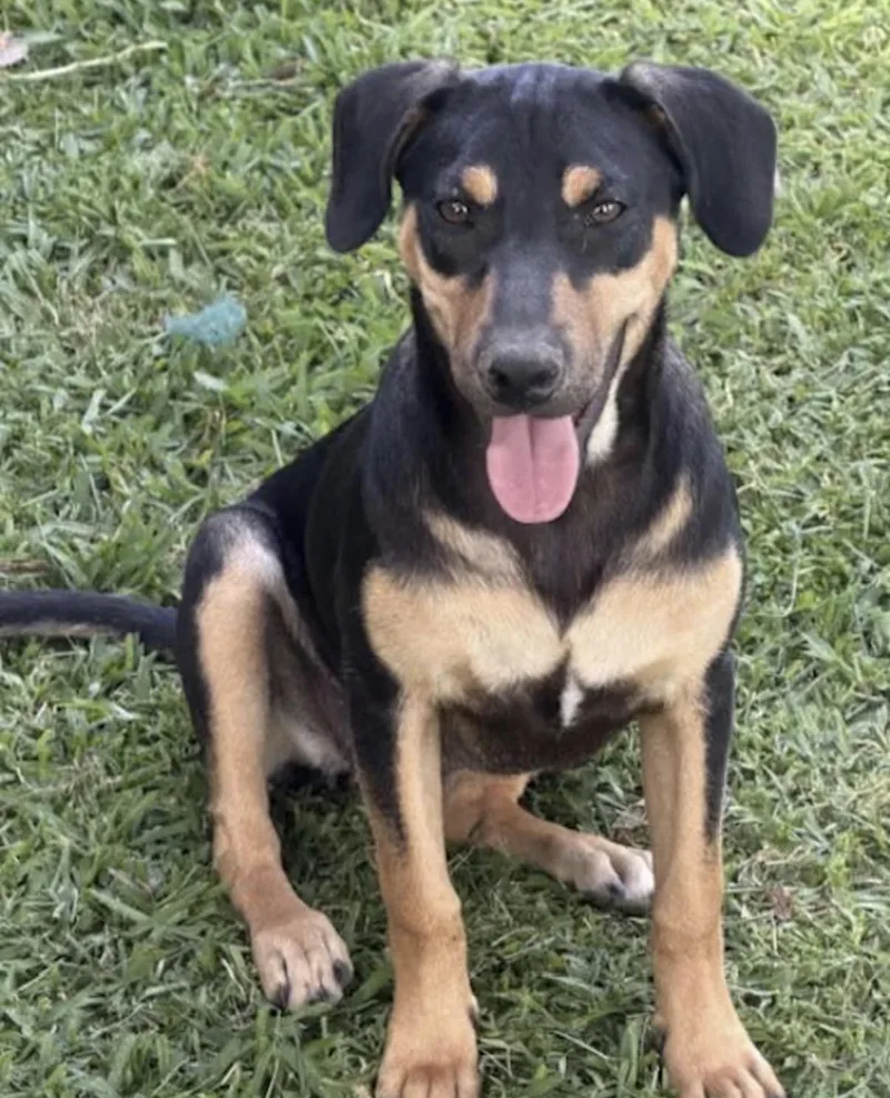 A young medium-sized female Black Doberman Pinscher dog named Rivers for adoption in Watertown, CT