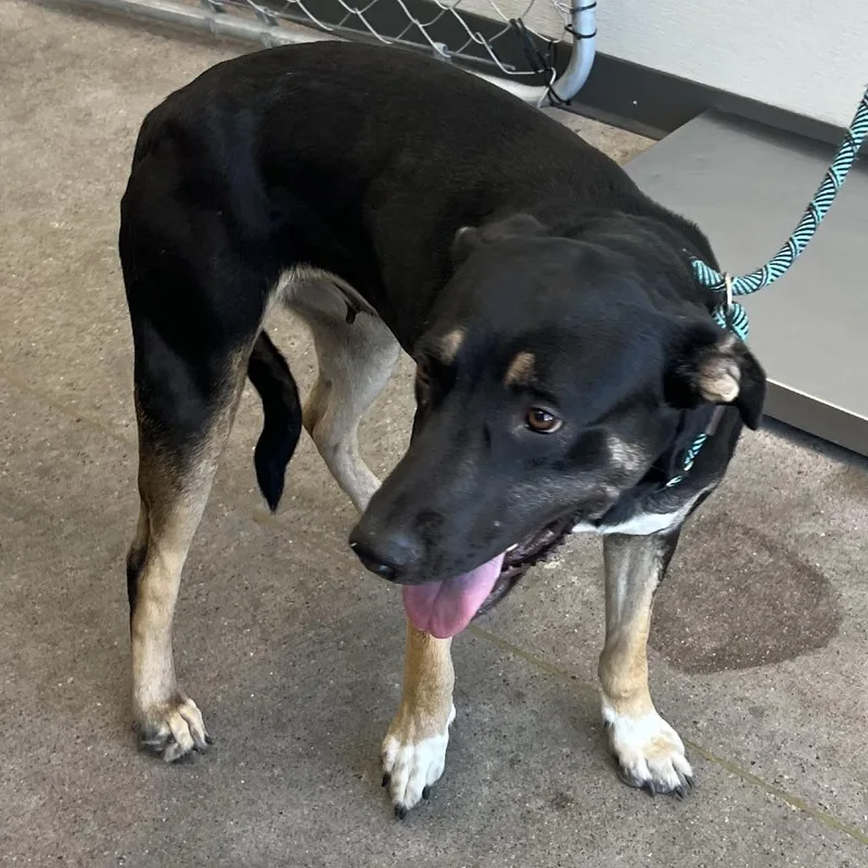 An adult large-sized female Black Mixed Breed dog named Tip for adoption in Las Cruces, NM