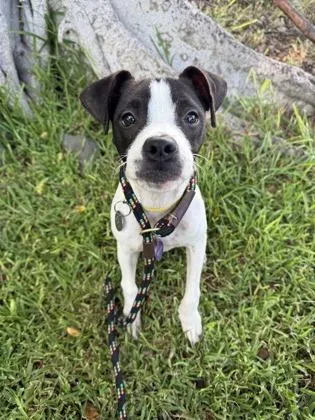 A young small-sized female Mixed Breed dog named Bailey for adoption in Honolulu, HI