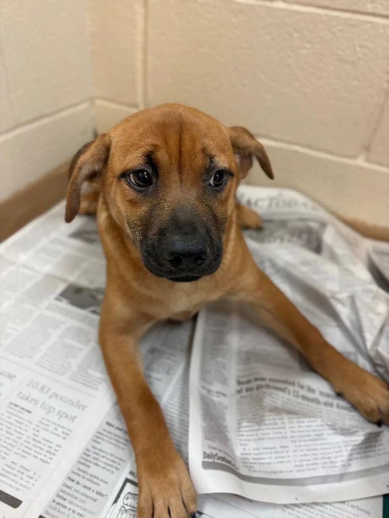 A baby large-sized female Affenpinscher dog named Foccaccia for adoption in Nacogdoches, TX