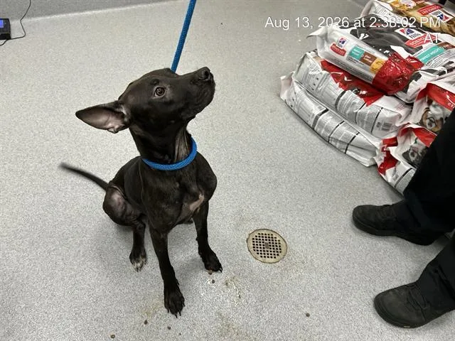 A young medium-sized female Staffordshire Bull Terrier dog named Maisie for adoption in Ocala, FL