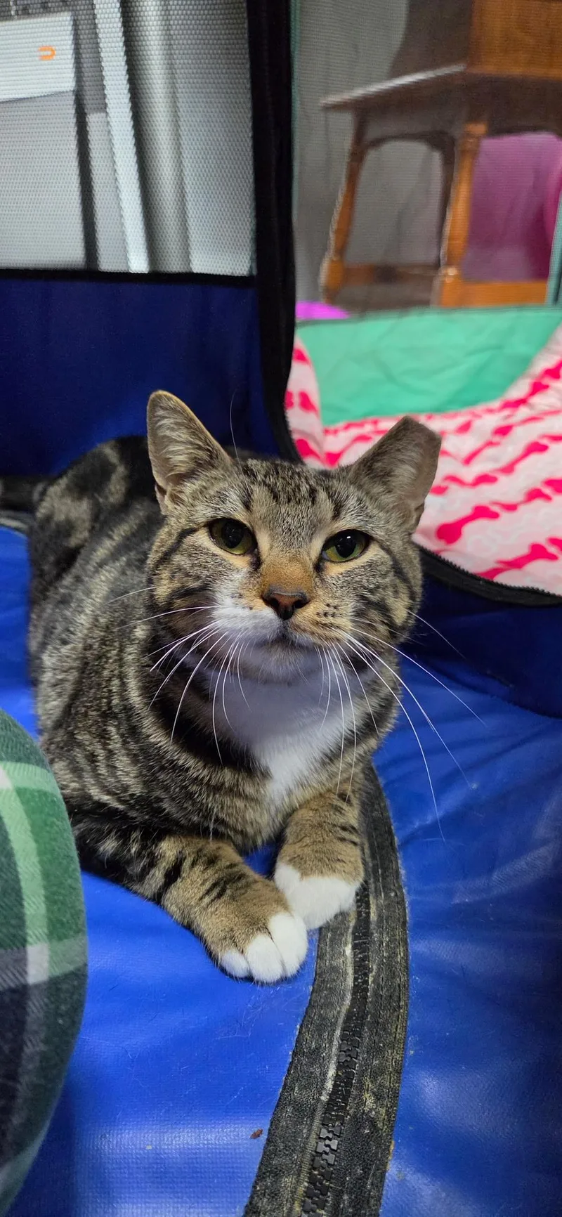 An adult medium-sized female Tabby (Brown / Chocolate) Domestic Short Hair cat named Lilo for adoption in Bellmawr, NJ