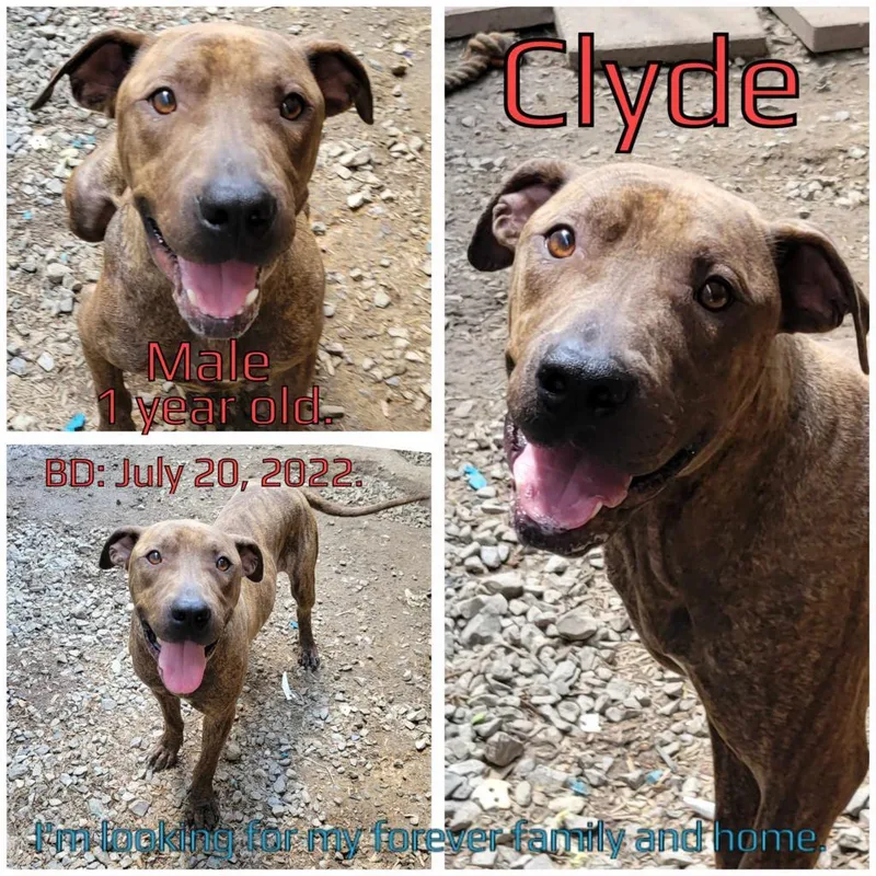 Clyde thumbnail 3