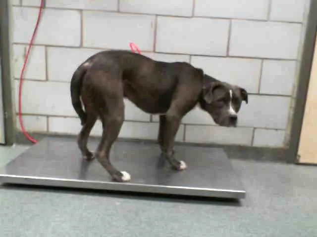 An adult large-sized male Pit Bull Terrier dog named Hulk Gonzales for adoption in Dallas, TX