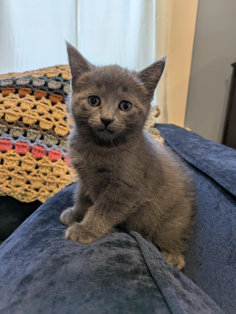 A baby medium-sized female Gray / Blue / Silver Domestic Short Hair cat named Dr. Javadi for adoption in Haddon Heights, NJ