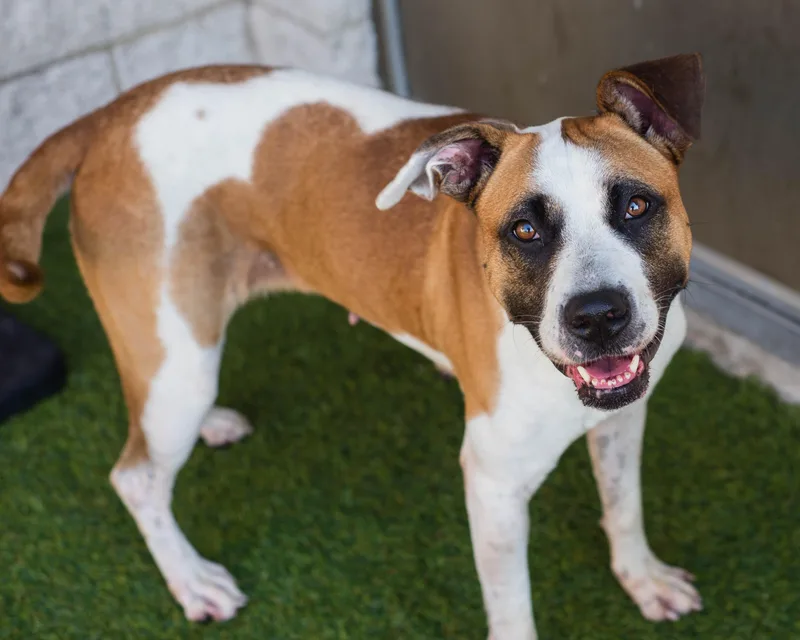 An adult medium-sized female White / Cream Boxer dog named Stevie for adoption in Mont Belvieu, TX
