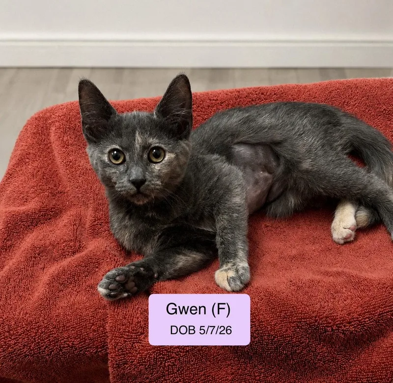 Gwen