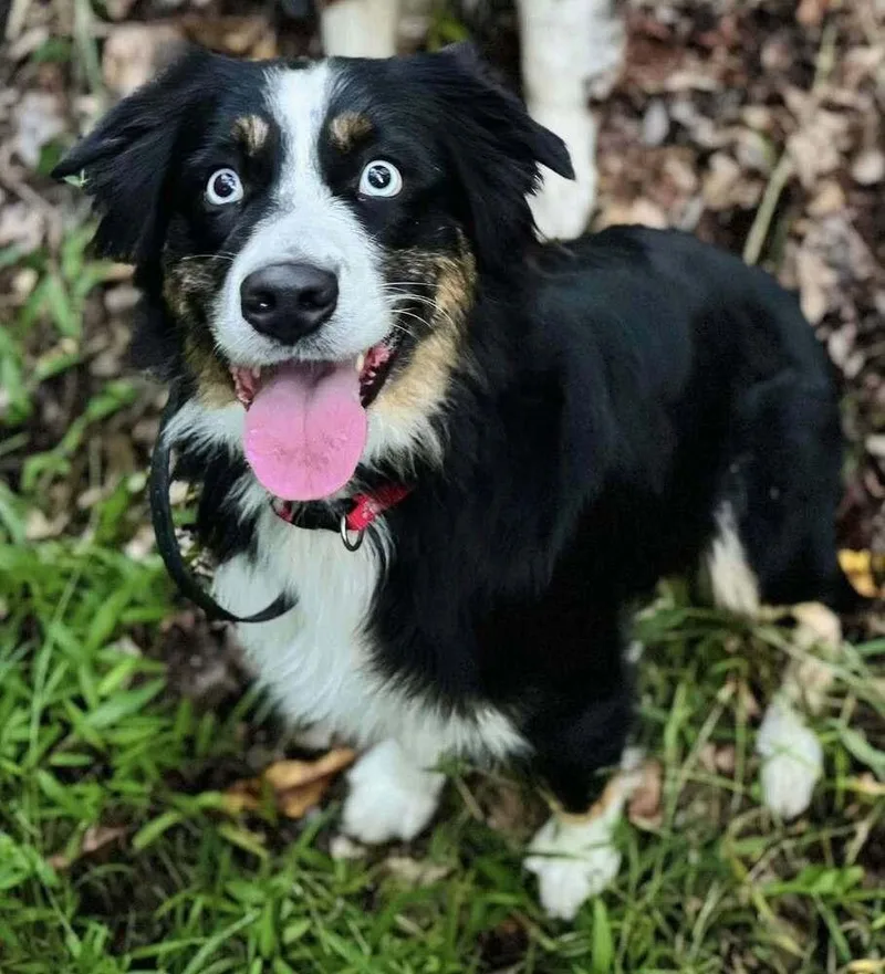 Lilly Va thumbnail 3