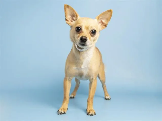 An adult small-sized male Chihuahua dog named Queso for adoption in Phoenix, AZ