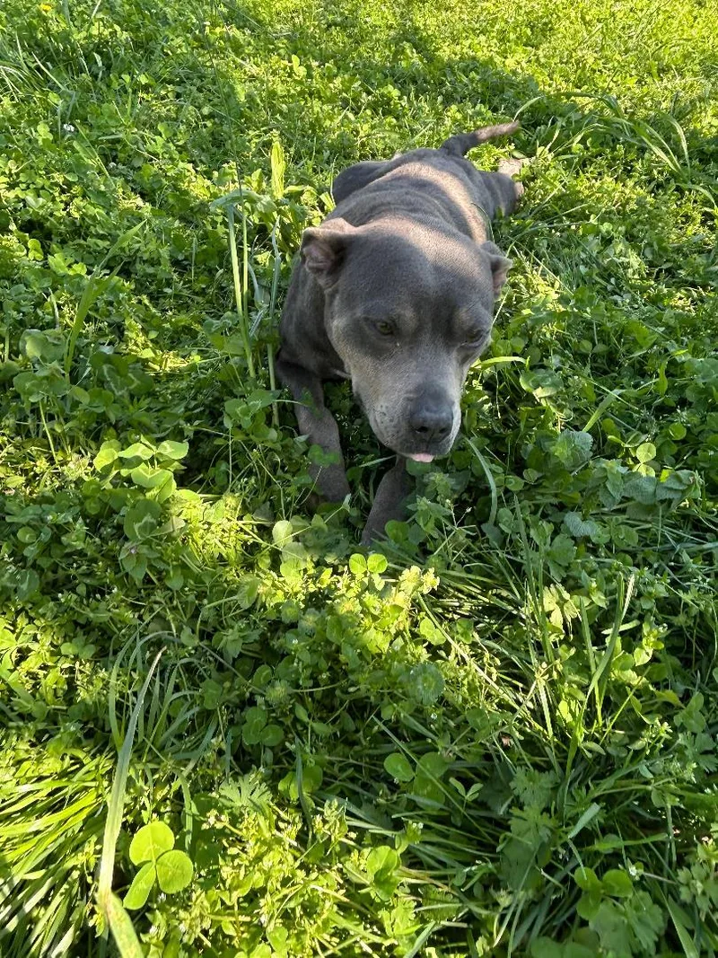 An adult medium-sized female Mixed Breed dog named Valentine for adoption in Lancaster, SC