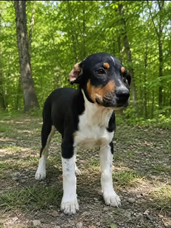 A baby large-sized male Greater Swiss Mountain Dog dog named Tigger for adoption in Groton, CT