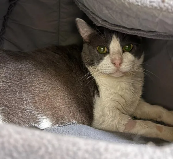 A senior large-sized male Domestic Short Hair cat named Spud for adoption in Silverdale, WA