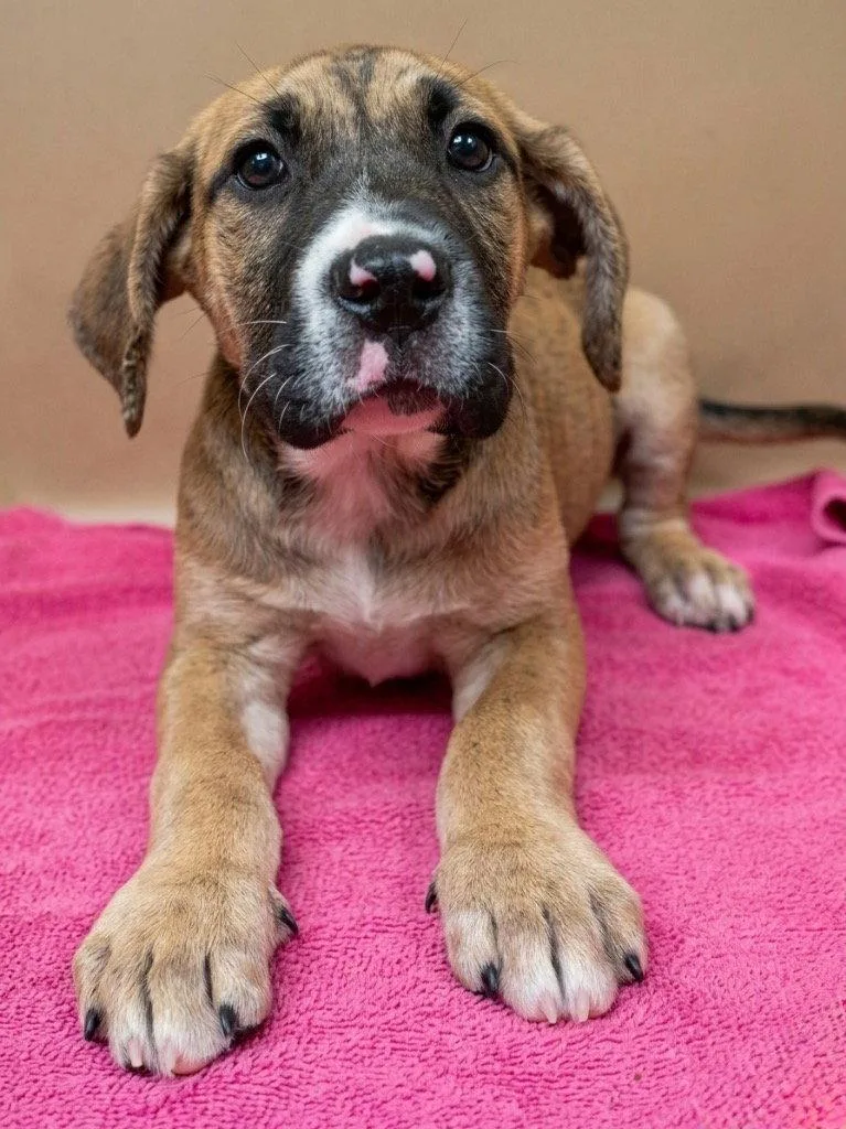 A baby large-sized female Terrier dog named Sweet for adoption in Bloomfield, CT