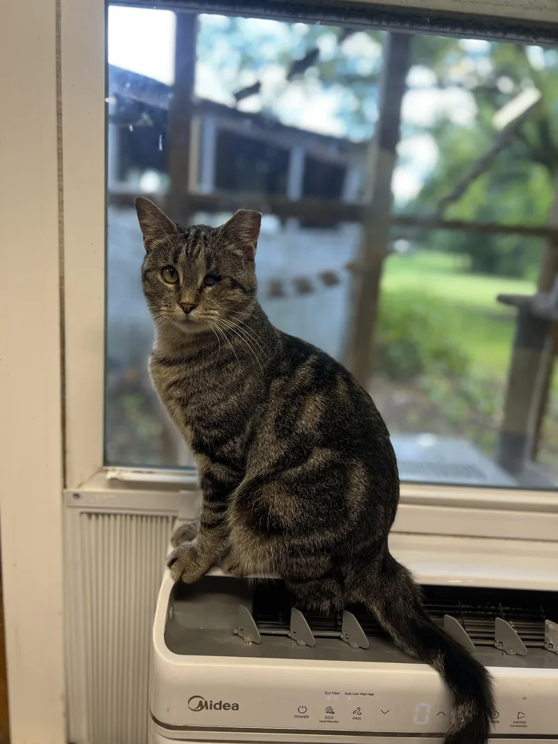 A young medium-sized female Tabby (Gray / Blue / Silver) Tabby cat named Raya for adoption in Richmond, VA