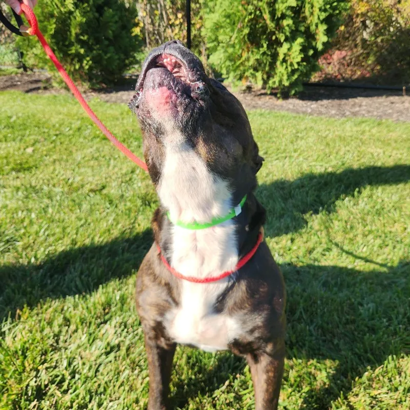 An adult large-sized male Brindle Pit Bull Terrier dog named Tank for adoption in Fort Wayne, IN