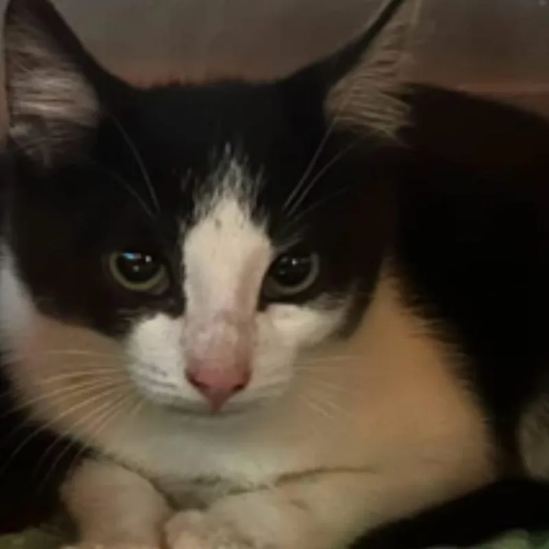 A baby small-sized male Black Domestic Short Hair cat named Fable for adoption in Veneta, OR