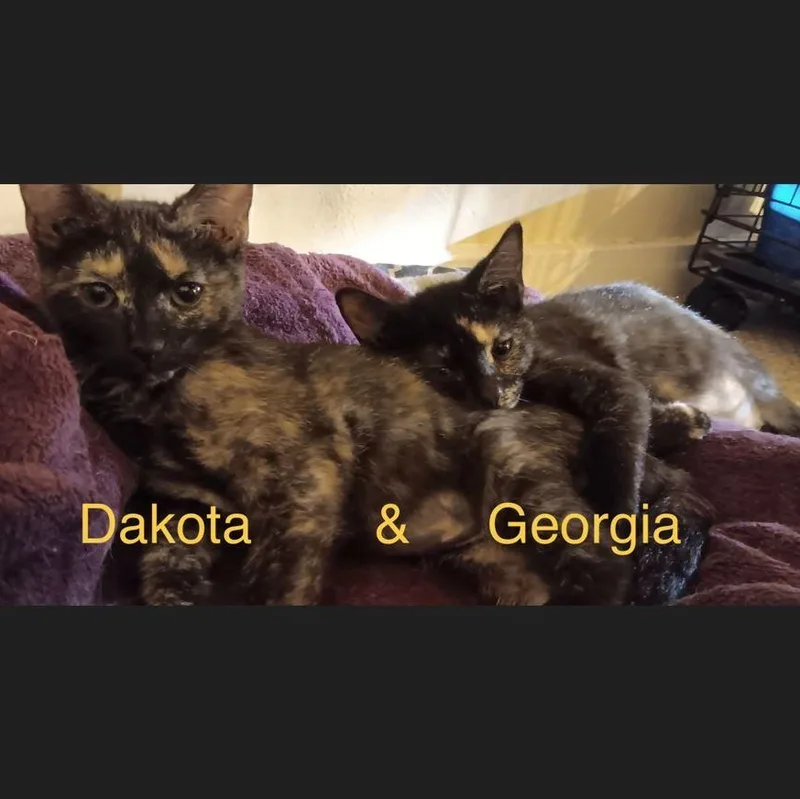 A baby medium-sized female Tortoiseshell Domestic Short Hair cat named Georgia for adoption in Menasha, WI