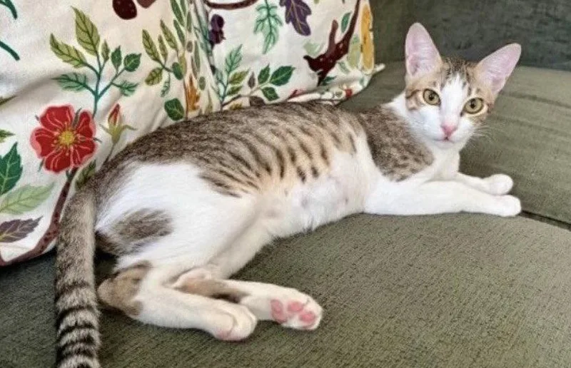 An adult medium-sized female Egyptian Mau cat named Tillybonded for adoption in Herndon, VA