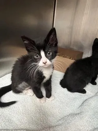 A baby small-sized female Domestic Short Hair cat named Chungus for adoption in Gainesville, FL