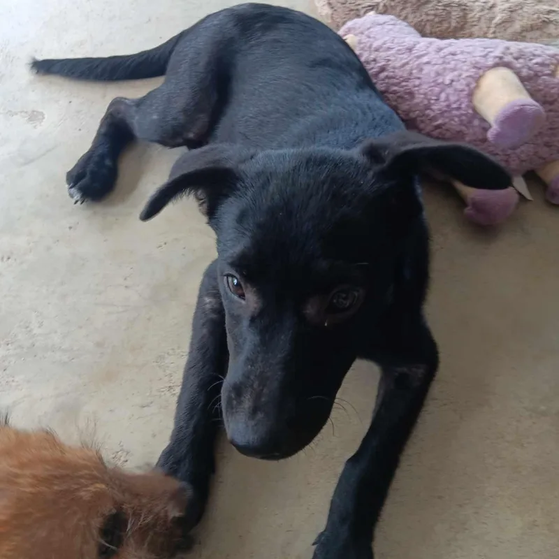 A young medium-sized female Labrador Retriever dog named Sallie Mae for adoption in Blacksburg, VA