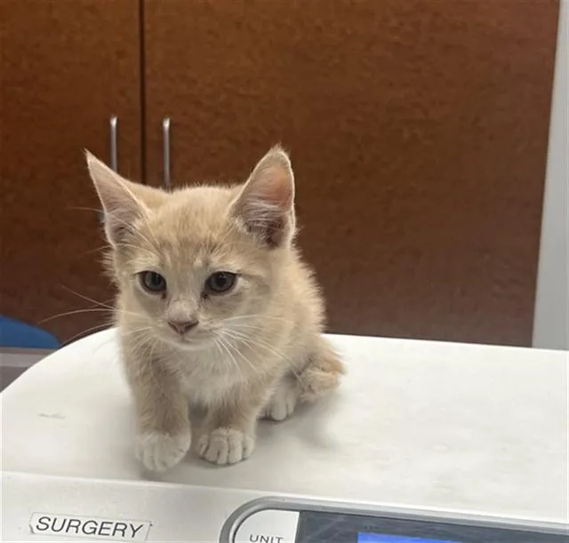 A baby small-sized male Domestic Short Hair cat named L Front for adoption in Rancho Cucamonga, CA