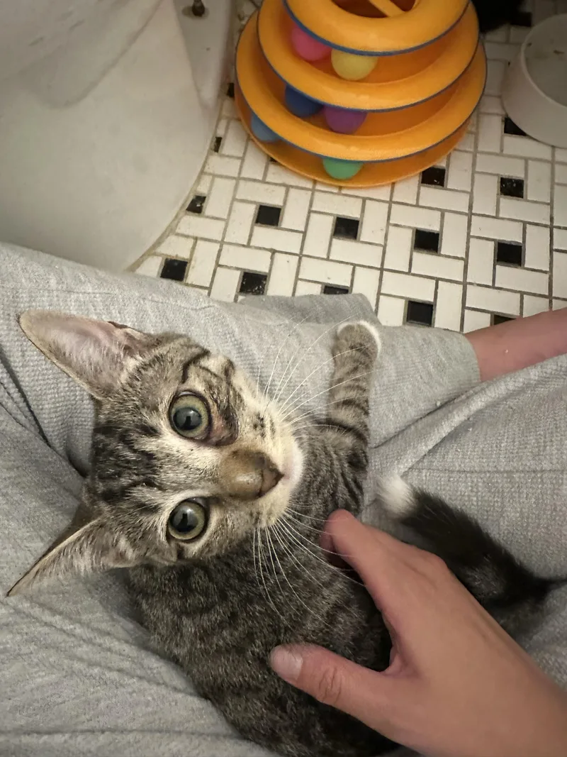 A baby small-sized female Tabby (Brown / Chocolate) Domestic Short Hair cat named Parker for adoption in Long Island City, NY