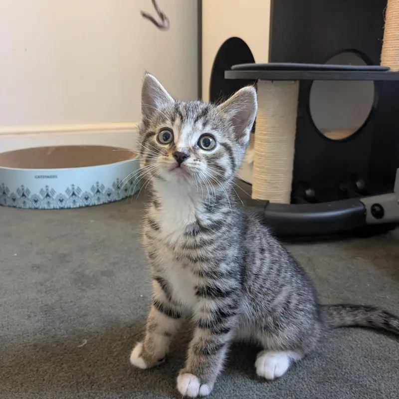 A baby medium-sized female Tabby (Brown / Chocolate) Domestic Short Hair cat named Bridgette for adoption in Johnson City, TN