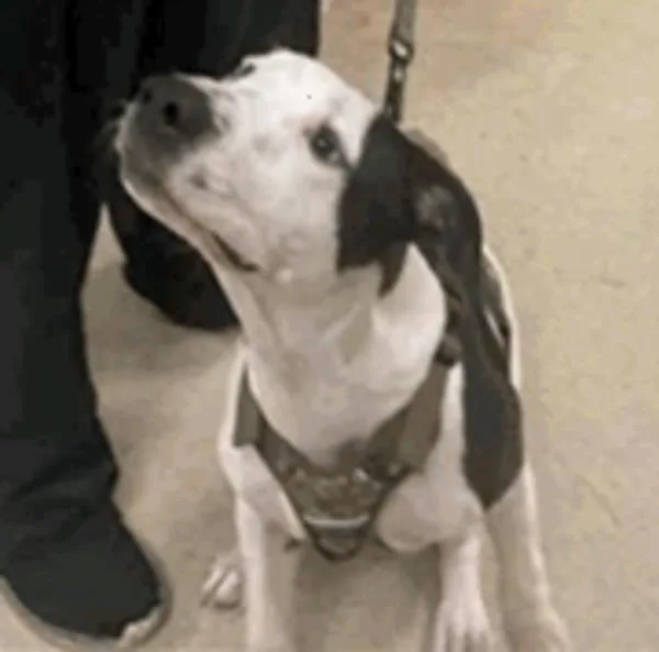 A young medium-sized male Pit Bull Terrier dog named Mochi for adoption in Vancouver, WA