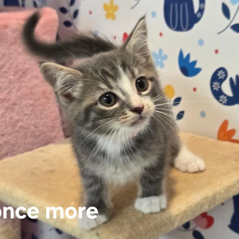 A baby small-sized male Gray / Blue / Silver Domestic Medium Hair cat named Once More for adoption in Fredericksburg, VA