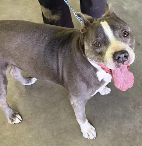 An adult large-sized female Pit Bull Terrier dog named Sylvia for adoption in Pensacola, FL