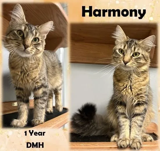 Harmony