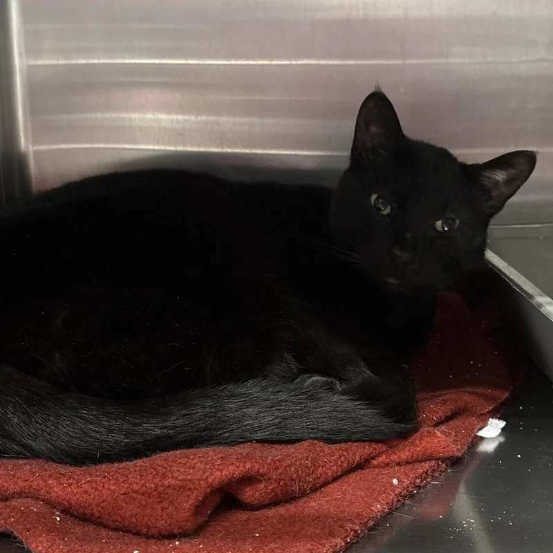 An adult large-sized male Black Domestic Short Hair cat named Loris for adoption in Spokane, WA