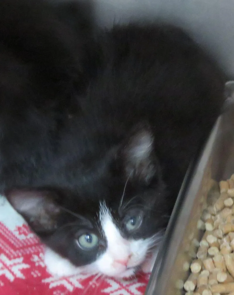A baby medium-sized female Black & White / Tuxedo Domestic Short Hair cat named Christ for adoption in Lexington, VA