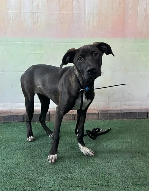 A baby medium-sized female Catahoula Leopard Dog dog named Luna for adoption in Baldwin Park, CA