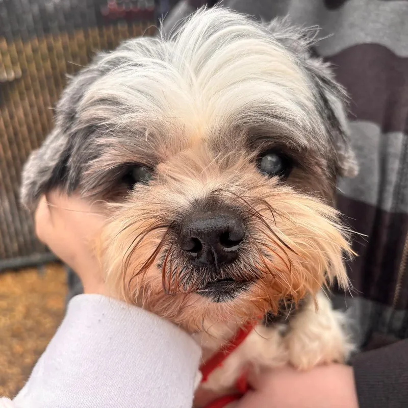 Buzzette thumbnail 2