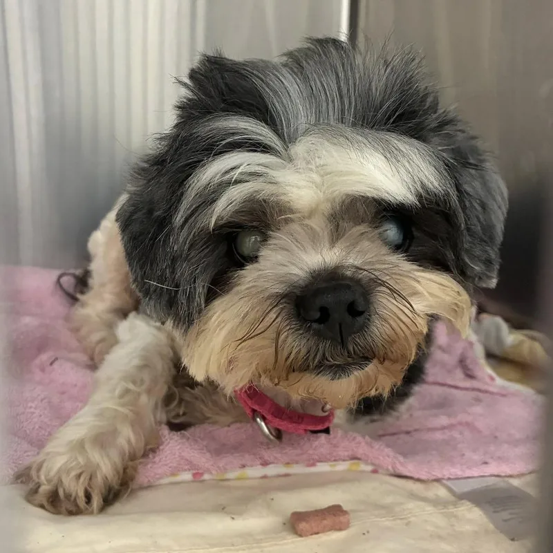 Buzzette thumbnail 3