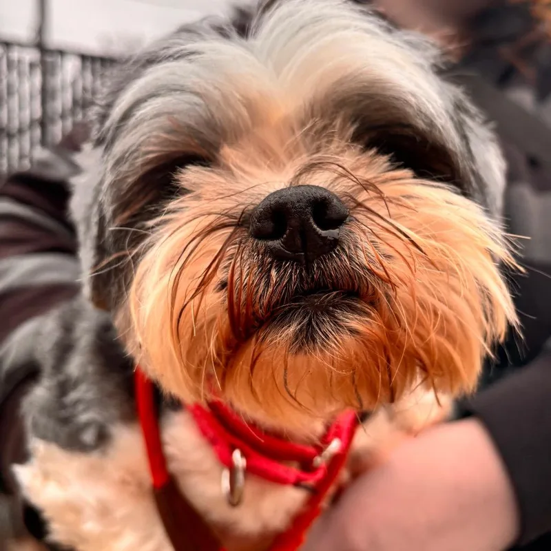 Buzzette thumbnail 5