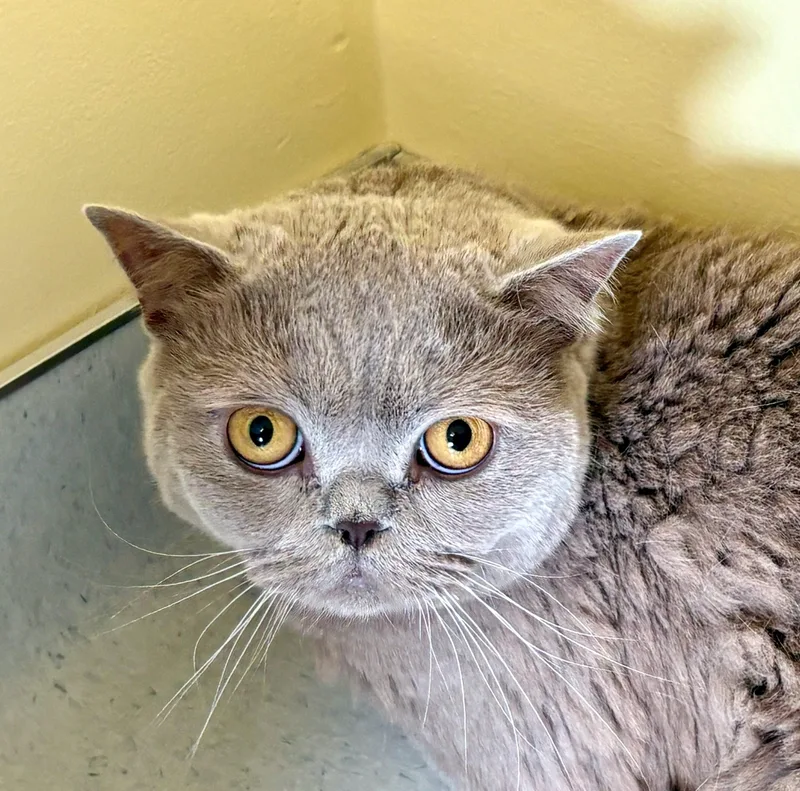 A young large-sized male British Shorthair cat named Percival for adoption in Vashon Island, WA