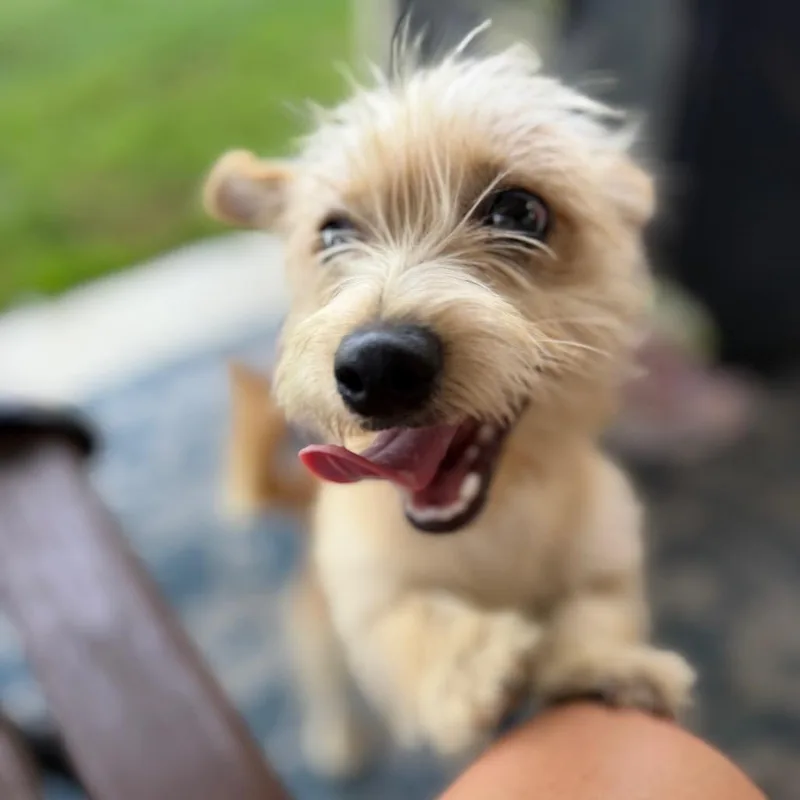 A young small-sized male Yellow / Tan / Blond / Fawn Cairn Terrier dog named Camilla for adoption in Baton Rouge, LA