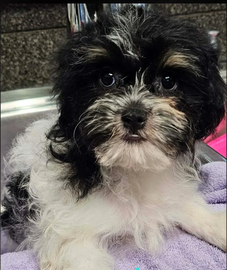 A baby small-sized male Bicolor Shih poo dog named Panda for adoption in Twin lakes, WI