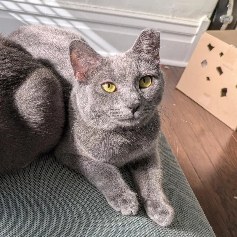 A young medium-sized female Gray / Blue / Silver Domestic Short Hair cat named Misty for adoption in Gibsonia, PA