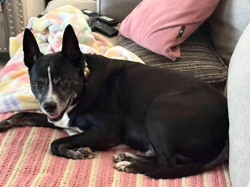 An adult medium-sized male Black Mixed Breed dog named Brandon for adoption in Lancaster, SC