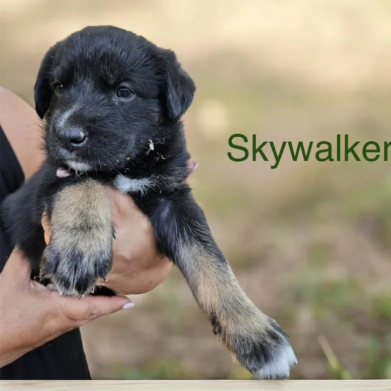 A baby medium-sized male Black Shepherd dog named Skywalker for adoption in Columbia, SC