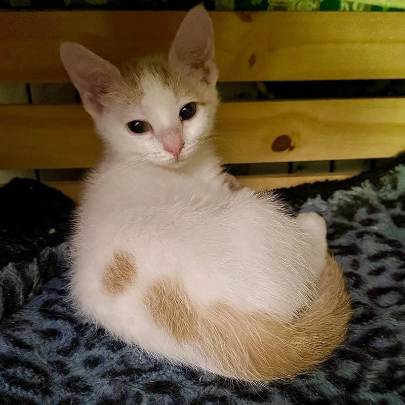 A baby small-sized male White Domestic Short Hair cat named Cadbury for adoption in Kansas City, MO
