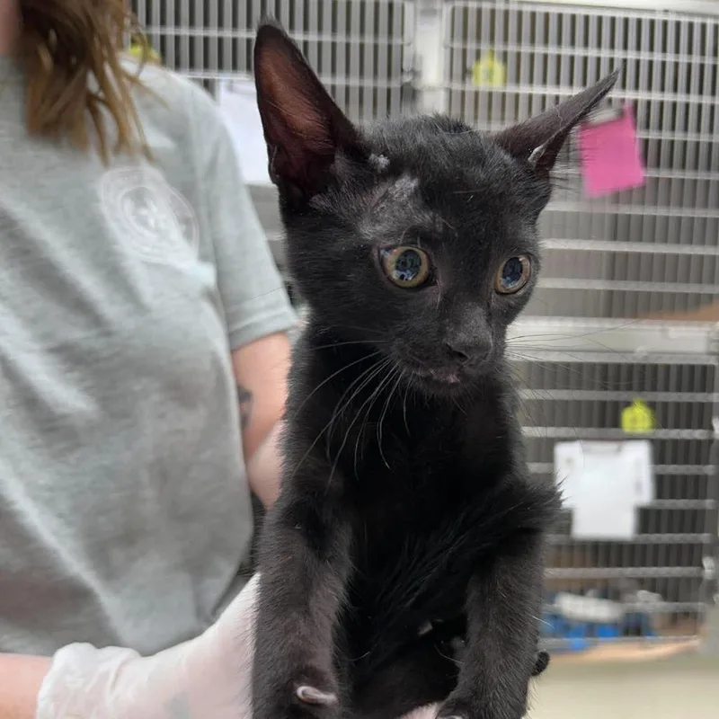 A baby small-sized female Domestic Short Hair cat named Fiji for adoption in Bastrop, TX
