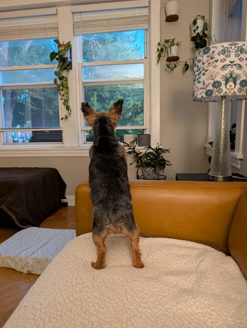 An adult small-sized female Yorkshire Terrier dog named Little Debbie for adoption in Oak Forest, IL