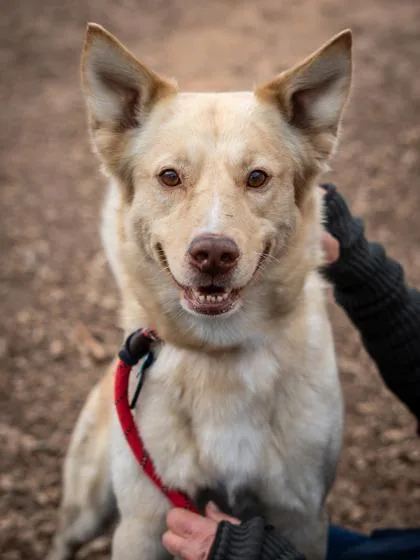 An adult medium-sized male Mixed Breed dog named Ice Age for adoption in Chamblee, GA